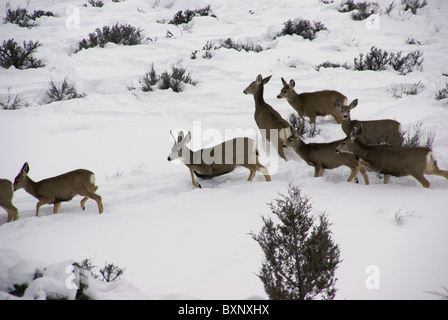 Maultierhirsche Herde im Tiefschnee, Cordillera, Colorado Stockfoto