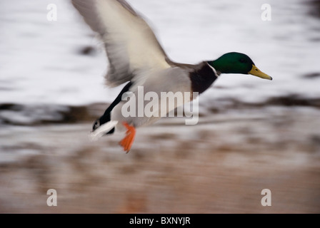 Ente im Flug, bereit zur Landung Stockfoto