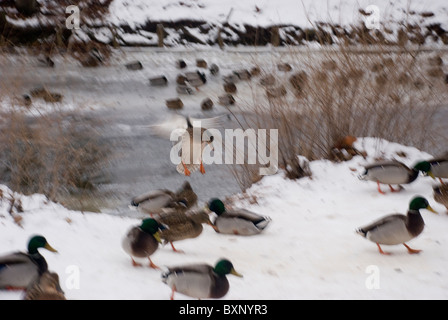 Ente, die Anreise für ein fest Stockfoto