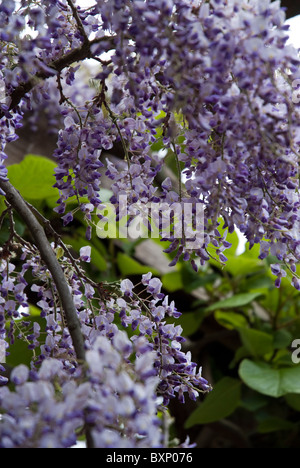 Foto von Wisteria Pflanze, die mit geringen Schärfentiefe Golders Hill Park London hautnah Stockfoto