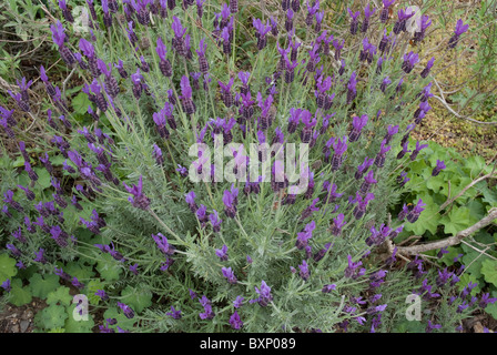Schuss der Lavendelpflanze genommen mit geringen Schärfentiefe, Golders Hill Park Garten, London hautnah Stockfoto