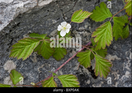 Stein-Brombeere (Rubus Inselbogens) Stockfoto