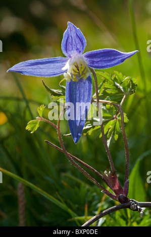 Alpen-Waldrebe (Clematis Alpina) Stockfoto