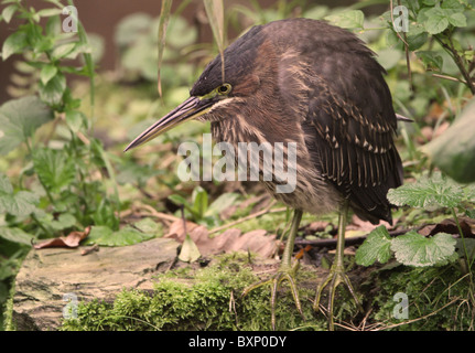 Eine seltene amerikanische grün Reiher Butorides Virescens bei The Lost Gärten von Heligan, Cornwall im Jahr 2010. Dies war die 2. Platte dieser Art für Cornwall Stockfoto