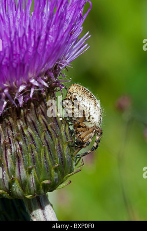 Eiche Spinne (Aculepeira Ceropegia), Weiblich Stockfoto