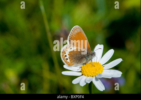 Alpine Heath Schmetterling (Coenonympha Gardetta), auf Oxeye Daisy Stockfoto