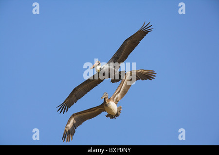 Brauner Pelikan Pelecanus Occidentalis im Flug bei La Guira, Republik Kuba im März. Stockfoto