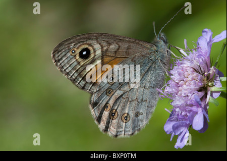 Große Wand braun Schmetterling (Lasiommata Maera) Stockfoto