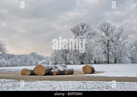 Strengem Frost Frost klammert sich an den gefällten Zweigen von Bäumen in Burghley Park in der Nähe von Stamford Stockfoto