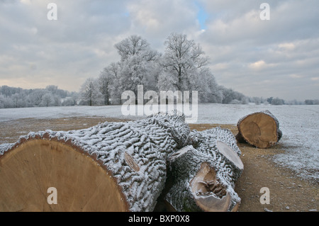 Strengem Frost Frost klammert sich an den gefällten Zweigen von Bäumen in Burghley Park in der Nähe von Stamford Stockfoto