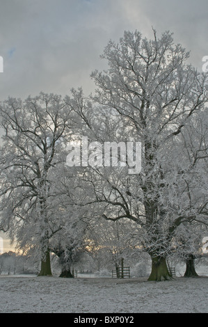 Strengem Frost Frost klammert sich an den Ästen von Bäumen in Burghley Park in der Nähe von Stamford Stockfoto