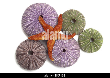 Fünf Urchin Muscheln und eine getrocknete Seesterne auf einem weißen Hintergrund isoliert Stockfoto