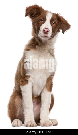 Border-Collie-Welpen, 5 Monate alt, sitzt vor weißem Hintergrund Stockfoto