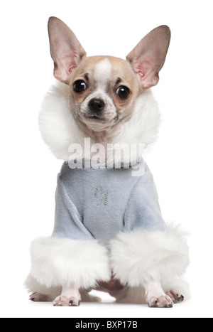 Chihuahua-Welpe mit Winteroutfit, 4 Monate alt, vor weißem Hintergrund Stockfoto