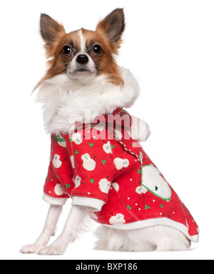 Chihuahua in Santa Outfit, weißer 2 Jahre alt, sitzt vor Hintergrund Stockfoto