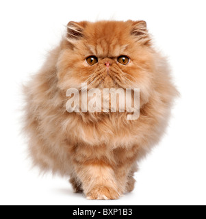 Perser Kätzchen, 4 Monate alt, vor weißem Hintergrund Stockfoto