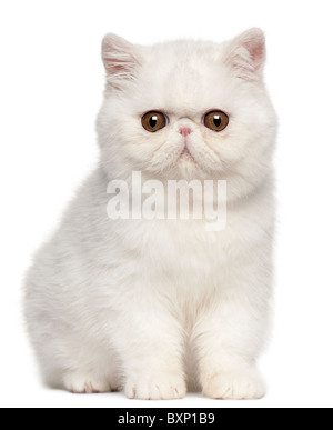 Exotisch Kurzhaar Kätzchen, 4 Monate alt, sitzt vor weißem Hintergrund Stockfoto