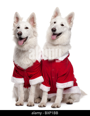 Berger Blanc Suisse oder weiße Schweizer Schäferhunde tragen Santa Outfit, 2 Jahre alt, vor weißem Hintergrund Stockfoto