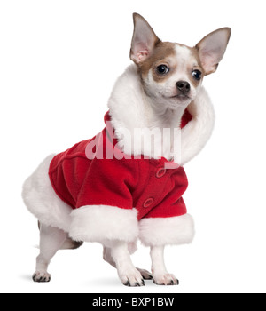 Chihuahua tragen Santa Outfit, 6 Monate alt, vor weißem Hintergrund Stockfoto