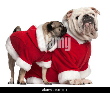 Englische Bulldogge, 4 Jahre alt, und Mops, 2 Jahre alt, tragen Santa-Outfits vor weißem Hintergrund Stockfoto