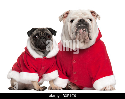 Englische Bulldogge, 4 Jahre alt, und Mops, 2 Jahre alt, tragen Santa-Outfits vor weißem Hintergrund Stockfoto