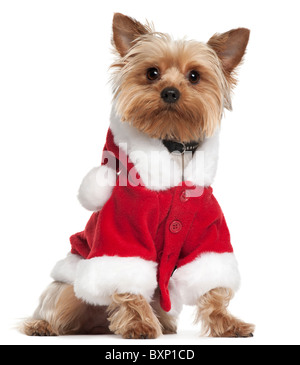 Yorkshire Terrier tragen Santa Outfit, 12 Monate alt, vor weißem Hintergrund Stockfoto