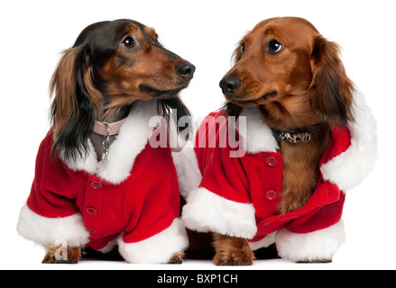 Dackel in Santa Outfits, 18 Monate und 3 Jahre alt, vor weißem Hintergrund Stockfoto