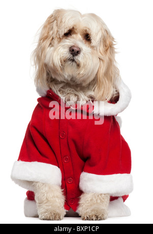 Tibet Terrier tragen Santa Outfit, 9 Jahre alt, vor weißem Hintergrund Stockfoto