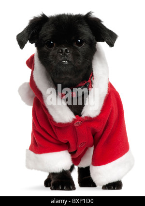 Mischlingshund in Santa Outfit, 11 Jahre alt, vor weißem Hintergrund Stockfoto
