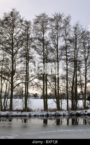 Erlen von gefrorenen Kanal im winter Stockfoto