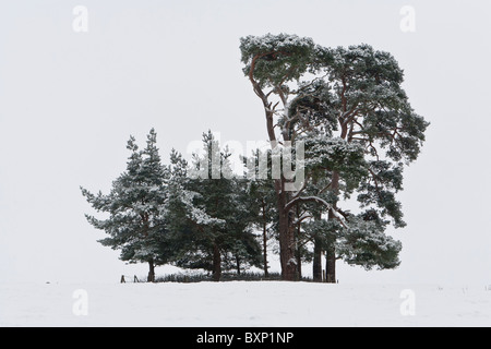 Ein Büschel von Föhren (Pinus Sylvestris) auf einer kleinen Anhöhe im Schnee Stockfoto