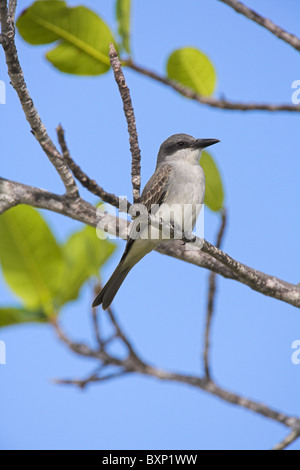 Grey Kingbird Tyrannus dominicensis Stockfoto