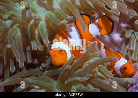 Falscher Clown Anemonenfische (Amphiprion Ocellaris) in Host-Anemone. Misool, Raja Empat, West Papua, Indonesien. Stockfoto