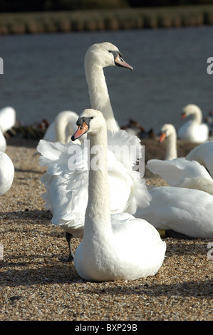 Höckerschwäne an der Abbotsbury Swannery, Dorset, England, UK Stockfoto