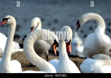 Höckerschwäne am Abbotsbury Swannery, Abbotsbury, Dorset, England, Vereinigtes Königreich. Stockfoto