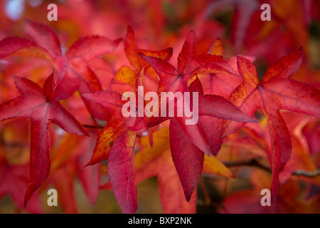 Liquidambar Styraciflua Stockfoto