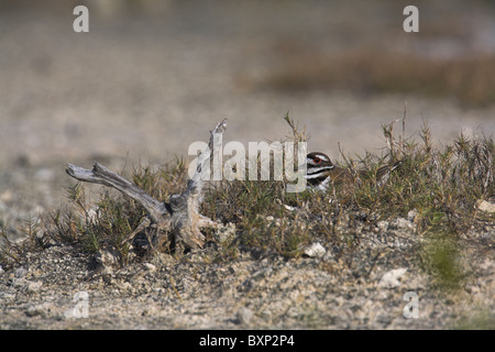 Killdeer Charadrius Vociferus Erwachsenen Inkubation von Eiern auf der Halbinsel Zapata, Republik Kuba im April. Stockfoto