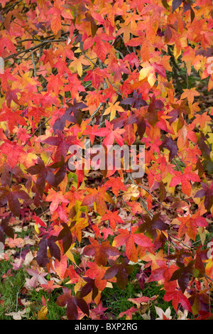 Liquidambar Styraciflua Stockfoto