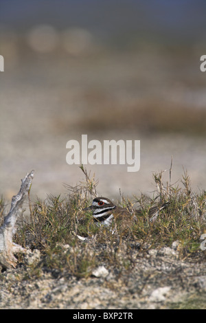 Killdeer Charadrius Vociferus Erwachsenen Inkubation von Eiern auf der Halbinsel Zapata, Republik Kuba im April. Stockfoto