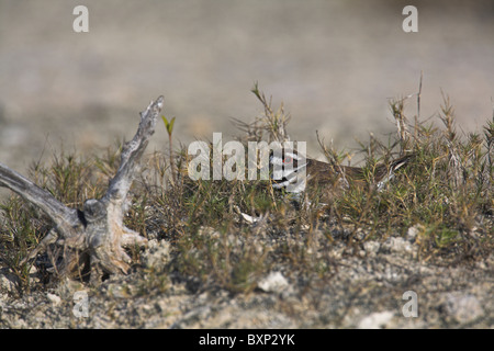 Killdeer Charadrius Vociferus Erwachsenen Inkubation von Eiern auf der Halbinsel Zapata, Republik Kuba im April. Stockfoto