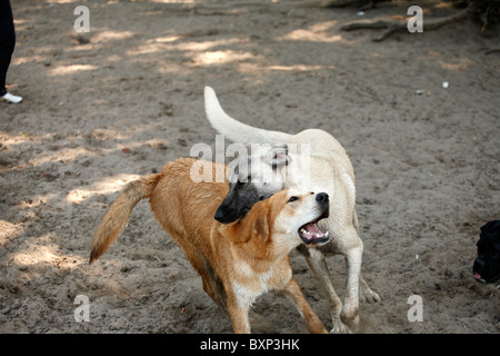 Zwei Hunde spielen am Strand Stockfoto