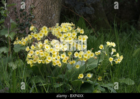 Falsche Schlüsselblume - Primula Vulgaris X veris (P, Polyantha) Stockfoto