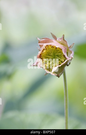 Wasser Avens Einzelblüte Eröffnung Stockfoto