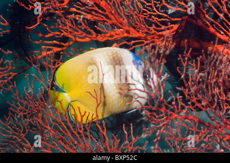 Kleins Butterflyfish (Chaetodontidae Kleinii) mit Gorgonien. Misool, Raja Ampat, West Papua, Indonesien. Stockfoto