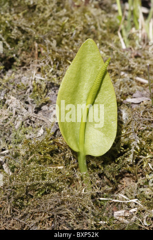 Adderstongue Stockfoto