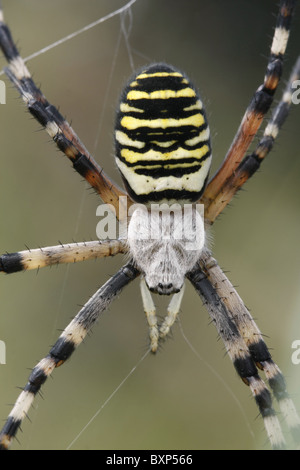 Weibliche Wasp Spider Web Stockfoto