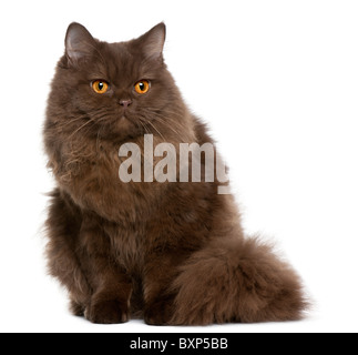 British Longhair Kitten, 5 Monate alt, sitzt vor weißem Hintergrund Stockfoto