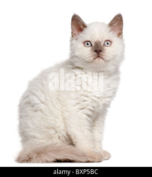 Selkirk Rex Kätzchen, 11 Wochen alt, sitzt vor weißem Hintergrund Stockfoto