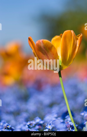 Vergissmeinnicht und orange Tulpen in Golders Hill Park Garden in London. Stockfoto