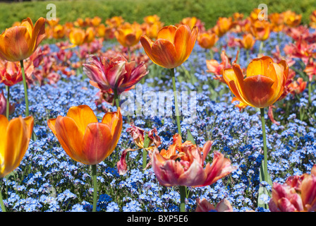 Vergissmeinnicht und orange Tulpen in Golders Hill Park Garden in London. Stockfoto